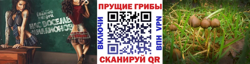 МЕГА рабочий сайт  Ирбит  Галлюциногенные грибы мицелий 